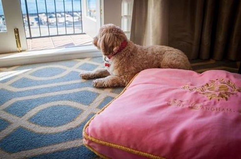 The Langham Sydney pet-friendly room with dog bed