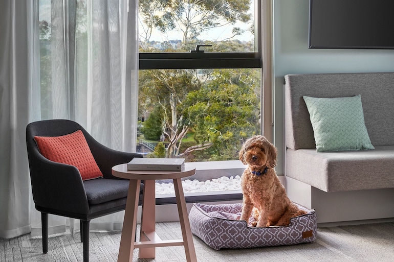 Element Melbourne room with dog and dog bed