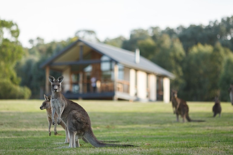 Kangaroos outside Yering Gorge Cottages