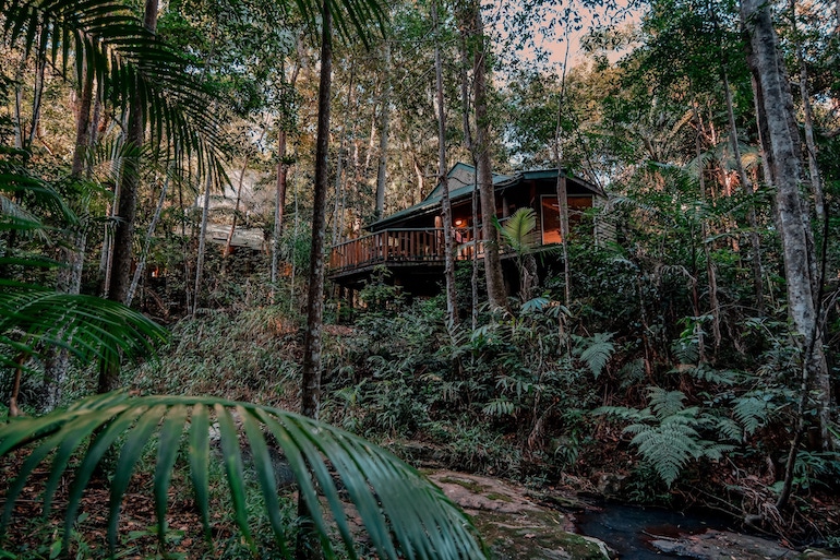 Lush foliage surrounding Narrows Escape Rainforest Retreat