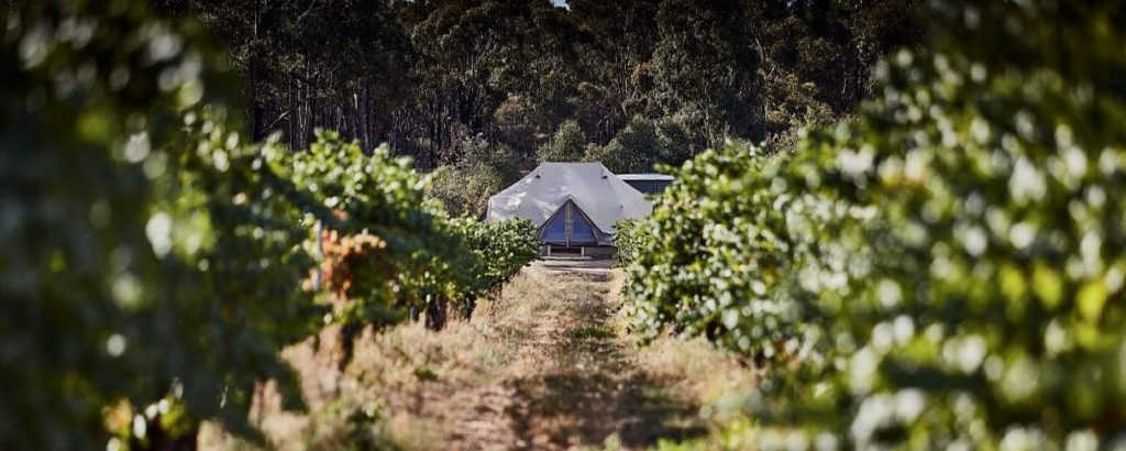 Balgownie Estate Bendigo vineyard view