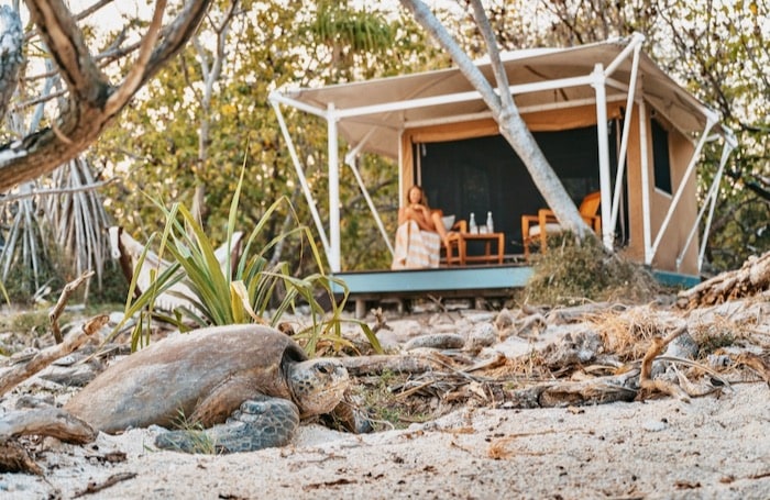 Wilson Island turtle