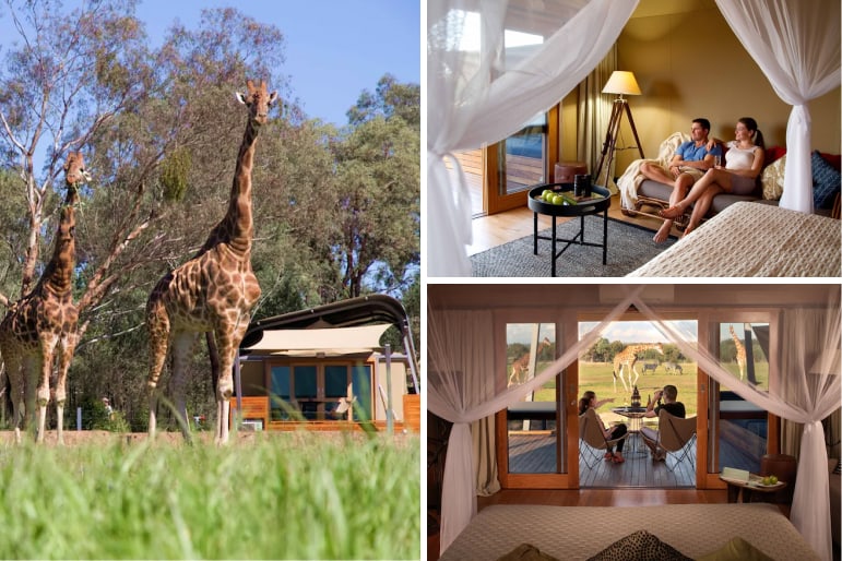 Giraffes outside the tents at Zoofari Lodge at Taronga, and the view from inside the canvas style tents